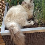 Bonnie Małe Białe PL, kotka syberyjska,Neva Masquerade