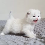 Tamitu Małe Białe PL, kotka sybryjska, Neva Masquerade