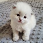 Teyana Małe Białe PL, kotka syberyjska, Neva Masquerade
