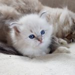 U_Luna Małe Białe, kotka syberyjska, Neva Masquerade