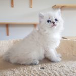 Teyana Małe Białe, kotka syberyjska,Neva Masquerade