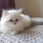 Urmila Małe Białe, kotka syberyjska, Neva Masquerade
