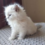 Urmila Małe Białe, kotka syberyjska, Neva Masquerade