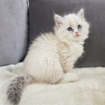 Tamitu Małe Białe, kotka syberyjska, Neva Masquerade