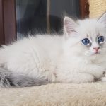 Tamitu Małe Białe, kotka syberyjska, Neva Masquerade