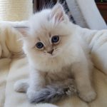 Tosia Małe Białe, kotka syberyjska, Neva Masquerade