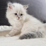 U_Luna Małe Białe, koteczka syberyjska, Neva Masquerade