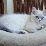 Tamitu Małe Białe, kotka Neva Masquerade