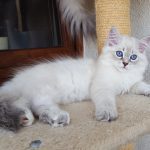 Tosia Małe Białe, kotka syberyjska, Neva Masquerade