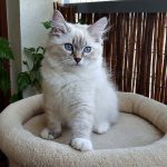 Zoyka Małe Białe PL, kotka syberyjska, Neva Masquerade