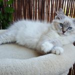 Zoyka Małe Białe PL, kotka syberyjska, Neva Masquerade