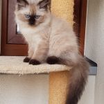 Zumila Małe Białe PL, kotka syberyjska, Neva Masquerade