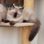 Zumila Małe Białe PL, kotka syberyjska, Neva Masquerade