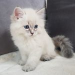 Teyana Małe Białe Pl, kotka syberyjska Neva Masquerade