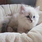 Teyana Małe Białe Pl, kotka syberyjska Neva Masquerade