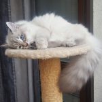 Teyana Małe Białe PL, kotka syberyjska, kotka Neva Masquerade