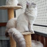 Teyana Małe Białe PL, kotka syberyjska, kotka Neva Masquerade