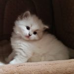 Bianka Małe Białe PL, kotka syberyjska, Neva Masquerade