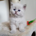 Berenika Małe Białe PL, kotka syberyjska,Neva Masquerade