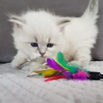 Berenika Małe Białe PL, kotka syberyjska,Neva Masquerade