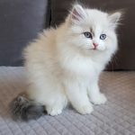 Bayame Małe Białe PL, kotka syberyjska, Neva Masquerade