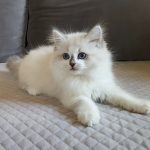 Bianka Małe Białe PL, kotka syberyjska, Neva Masquerade