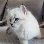 Channah Małe Białe, kotka syberyjska, Neva Masquerade