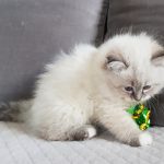 Cornelia Małe Białe PL, kotka syberyjska, Neva Masquerade