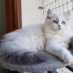 Bayame Małe Białe PL, kotka syberyjska, Neva Masquerade