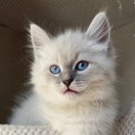 Dahlia Małe Białe, kotka syberyjska, Neva Masquerade