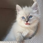 Dahlia Małe Białe, kotka syberyjska, Neva Masquerade
