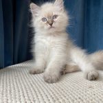 Draka Małe Białe PL, kotka syberyjska, Neva Masquerade
