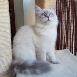 Berenika Małe Białe PL, kotka syberyjska, Neva Masquera