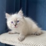 Fyona Małe Białe Pl, kotka syberyjska, Neva Masquerade
