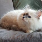 Gayusha Małe Białe PL, kotka syberyjska, Neva Masquerade