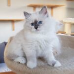 Gayusha Małe Białe Pl, kotka syberyjska, Neva Masquerade
