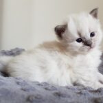 H*Enya Małe Białe PL, koteczka syberyjska Neva Masquerade