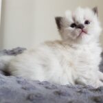 H*Enya Małe Białe PL, koteczka syberyjska Neva Masquerade