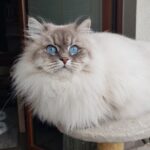 Pohodowlana kotka syberyjska, Neva Masquerade czeka na swoich opiekunÃ³w