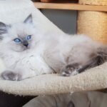 H_Enya Małe Białe PL, kotka syberyjska, Neva Masquerade