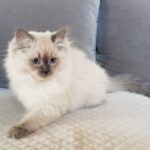 H_Enya Małe Białe PL, kotka syberyjska, Neva Masquerade