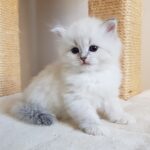 India Małe Białe PL, kotka syberyjska, Neva Masquerade