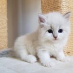 Inka Małe Białe PL, kotka syberyjska, Neva Masquerade