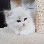 Idylla Małe Białe PL, kotka syberyjska, Neva Masquerade