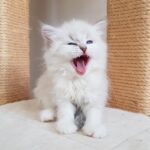 Inka Małe Białe PL, kotka syberyjska, Neva Maquerade