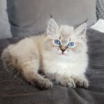 Julana Małe Białe PL, kotka syberyjska, Neva Masquerade