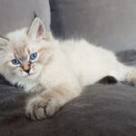 Julana Małe Białe PL, kotka syberyjska, Neva Masquerade