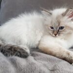 Julia Małe Białe PL, kotka syberyjska, Neva Masquerade