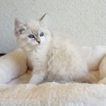 Inka Małe Białe*PL, kotka syberyjska Neva Masquerade