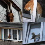 Kot zaklinowany w oknie uchylnym
